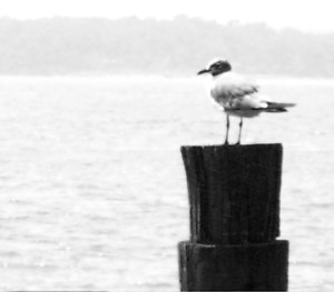 looking over the potomac