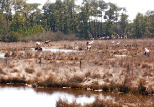 wild horses wild horses