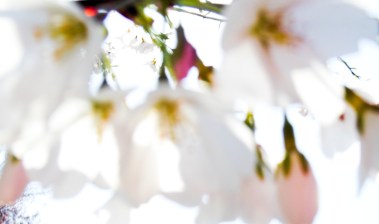 i'm not sure that these are really cherry blossoms