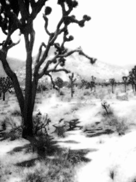 joshua tree in black and white